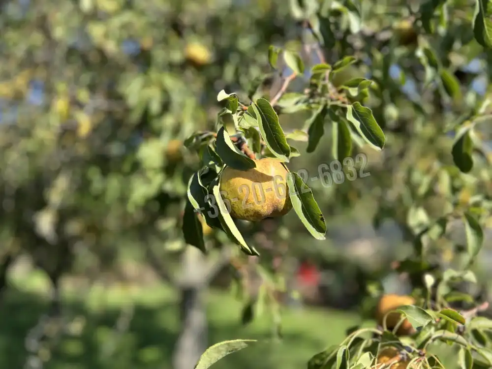 Fejér megye - Polgárdi