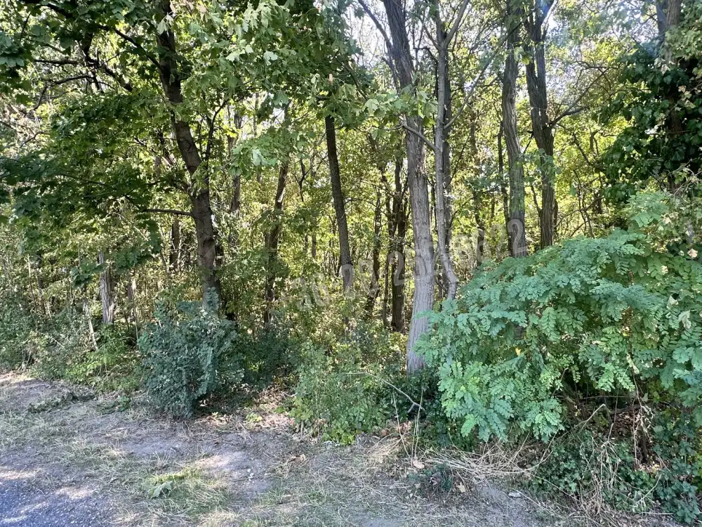 Somogy megye - Balatonvilágos